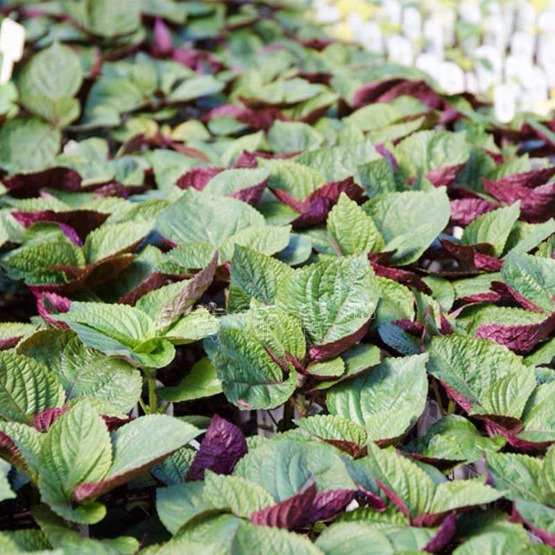 Bột Tía Tô Satoso hỗ trợ tiêu hóa và đường hỗ hấp - Ảnh 5