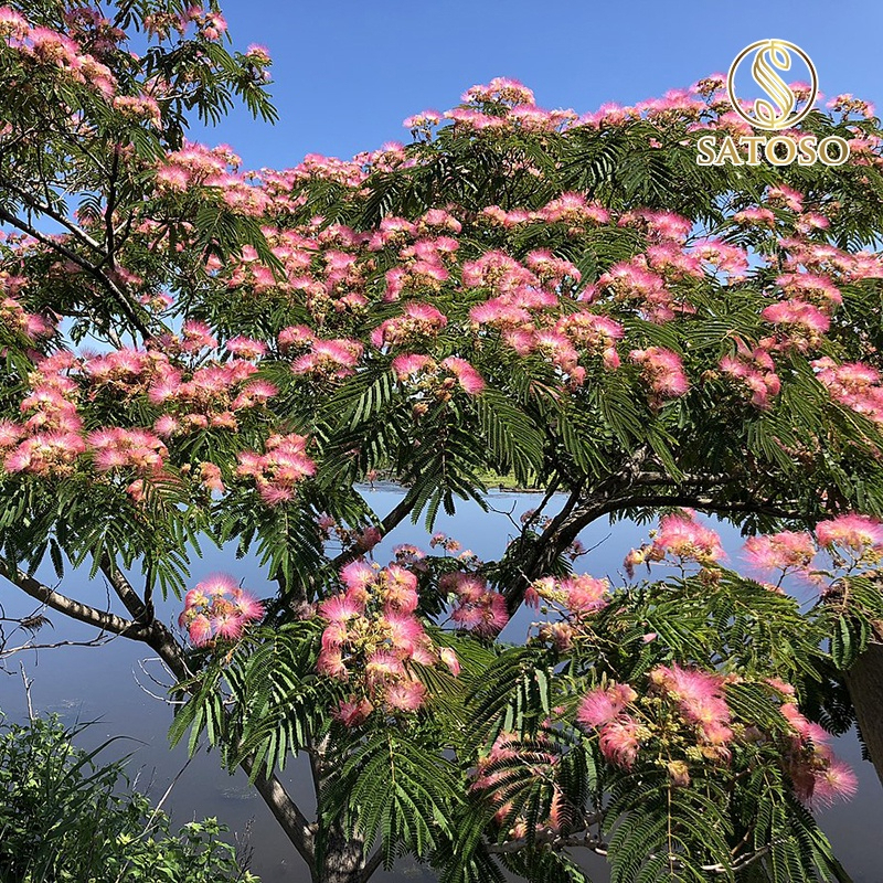 Hợp Hoan Bì sấy khô Satoso - Ảnh 3