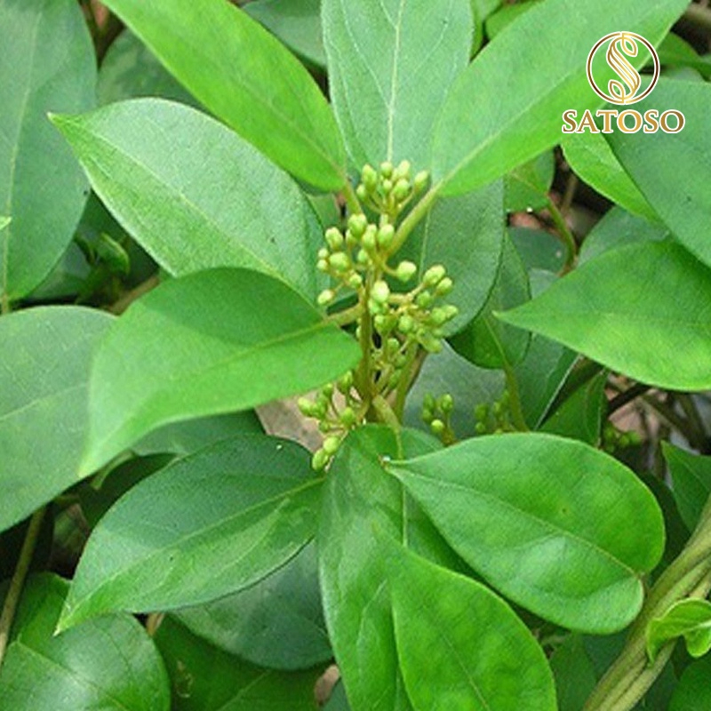 Dây Thìa Canh sấy khô Satoso - Ảnh 3