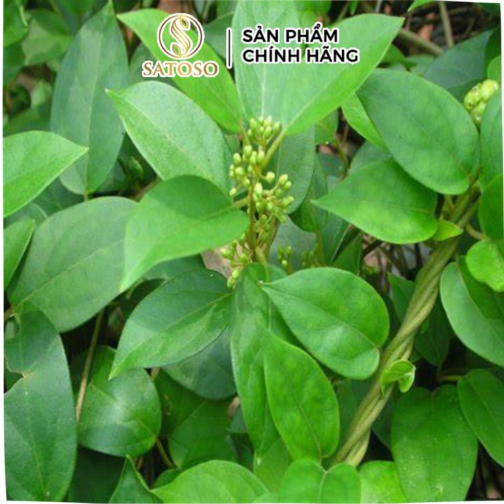 Dây Thìa Canh sấy khô Satoso