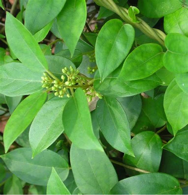 Dây Thìa Canh sấy khô Satoso - Ảnh 2