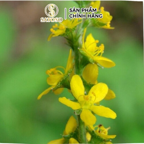 Trà Long Nha Thảo khô Satoso