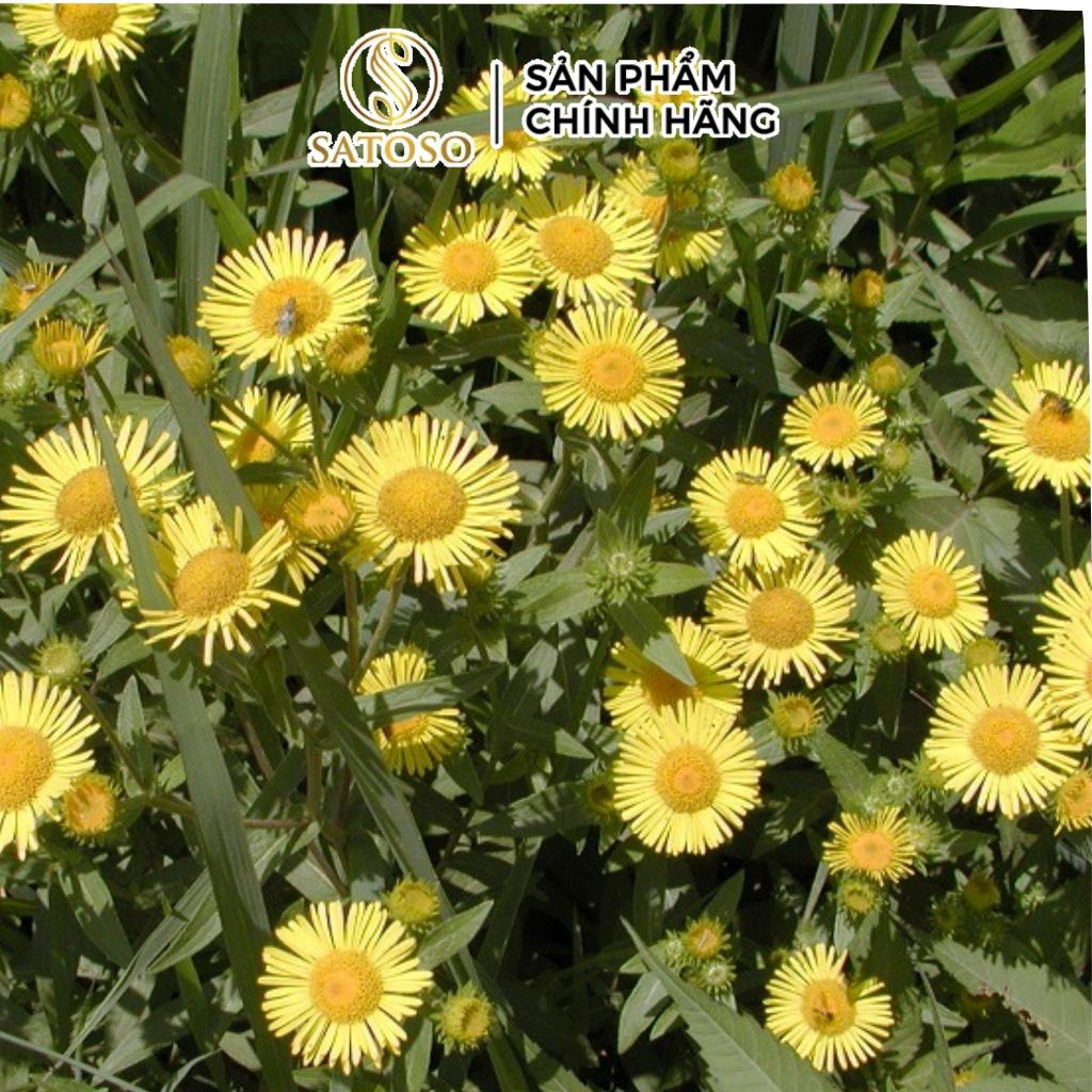 Toàn Phúc Hoa Khô SATOSO