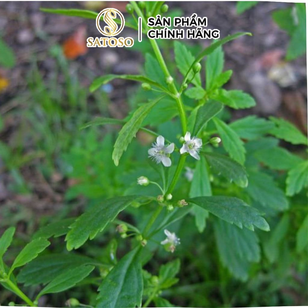 Cam Thảo Đất Khô Satoso - Ảnh 6