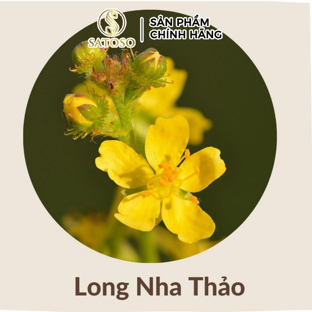 Trà Long Nha Thảo khô Satoso - Ảnh 2