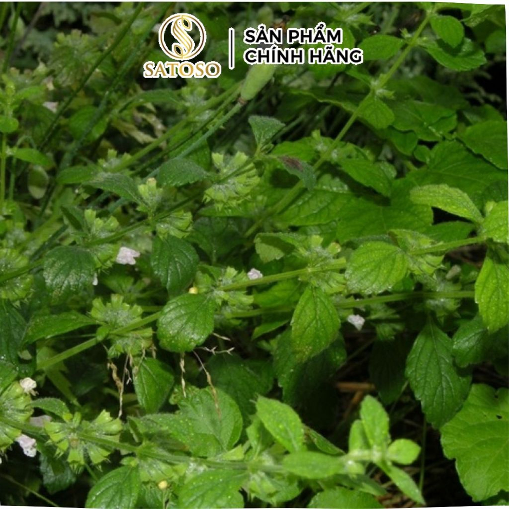 Cam Thảo Đất Khô Satoso - Ảnh 2