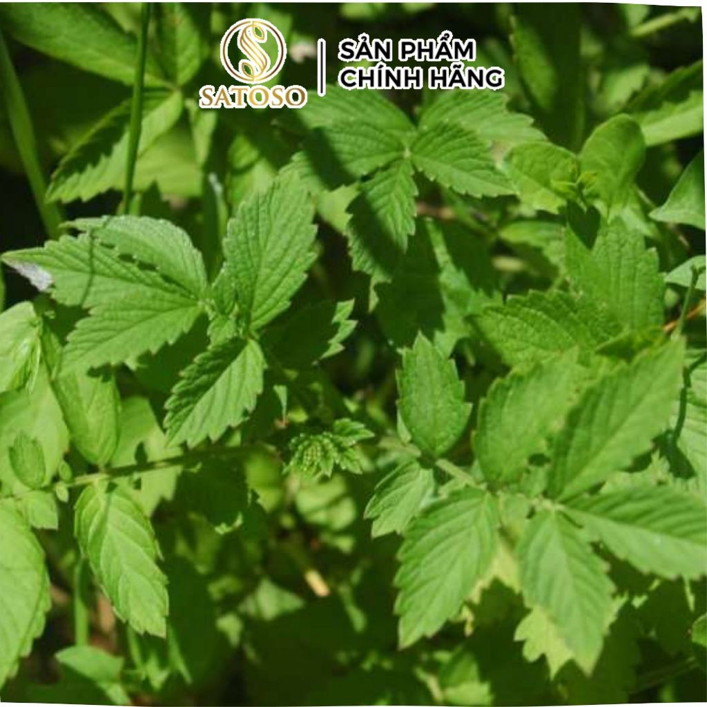 Trà Long Nha Thảo khô Satoso - Ảnh 5