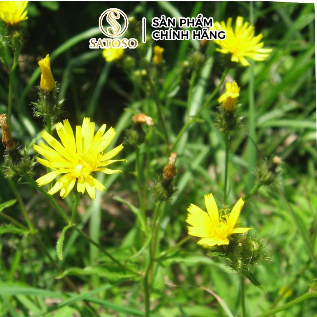 Toàn Phúc Hoa Khô SATOSO - Ảnh 5