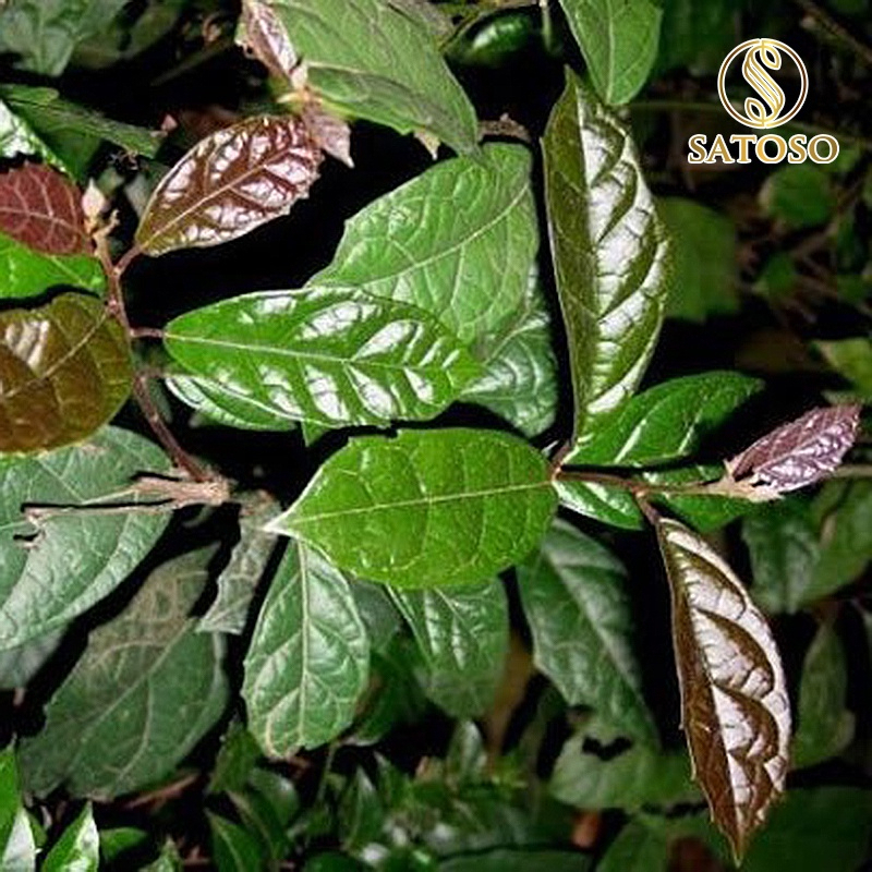 Trà Xạ Đen sấy khô Satoso - Ảnh 2