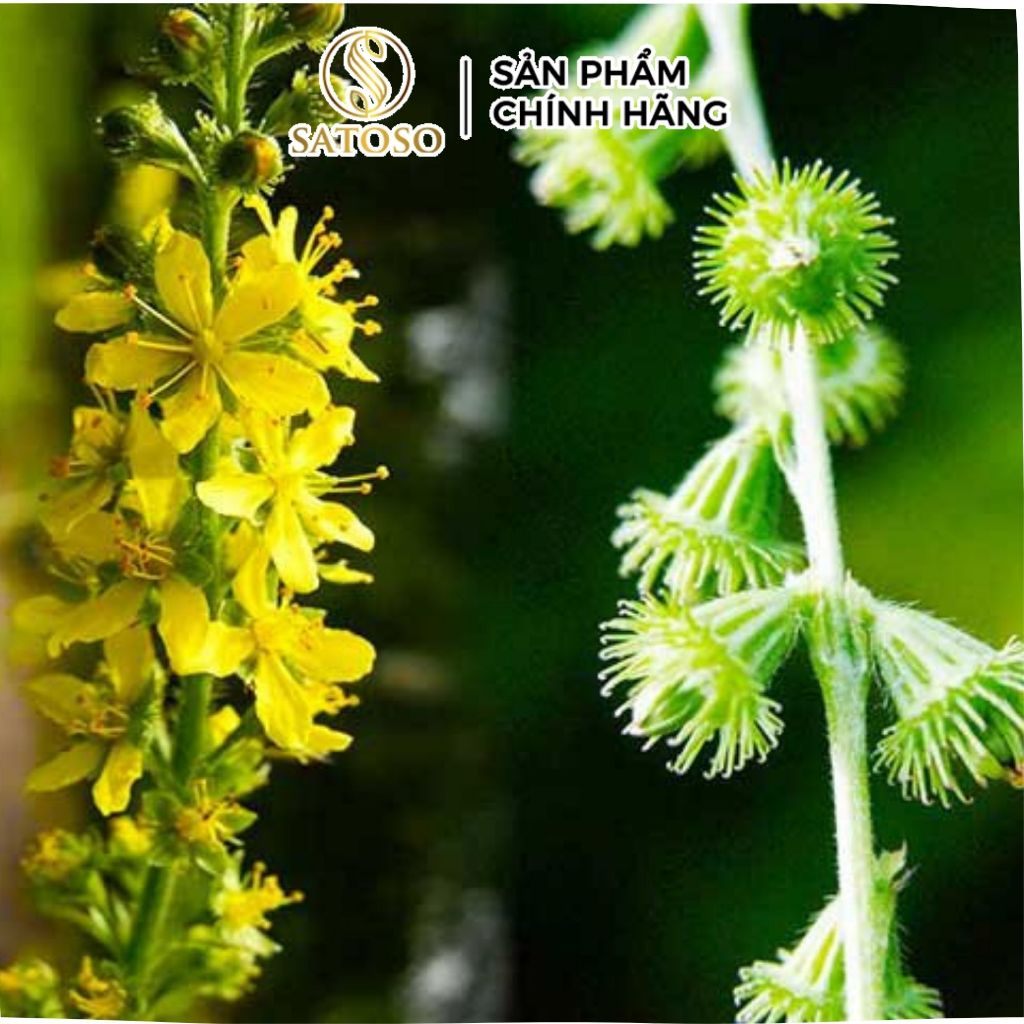 Trà Long Nha Thảo khô Satoso - Ảnh 4