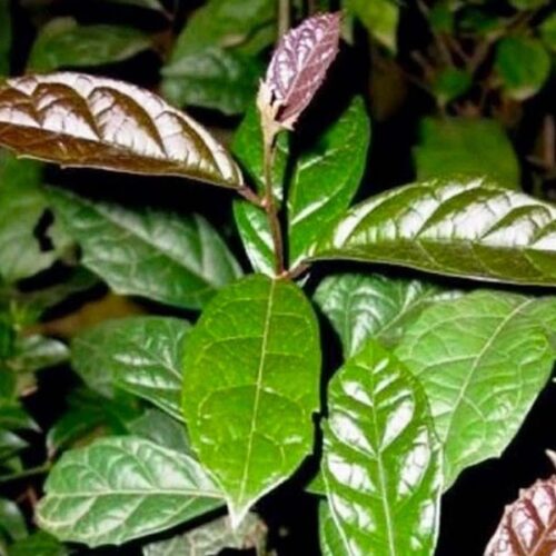 Trà Xạ Đen sấy khô Satoso