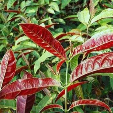 Lá Đơn Đỏ Khô SATOSO