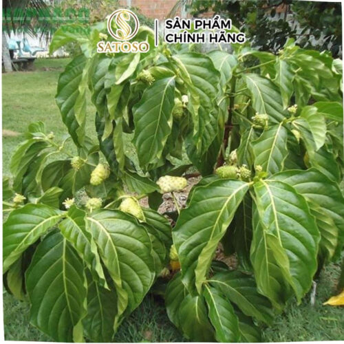 Rễ Cây Nhàu Khô SATOSO