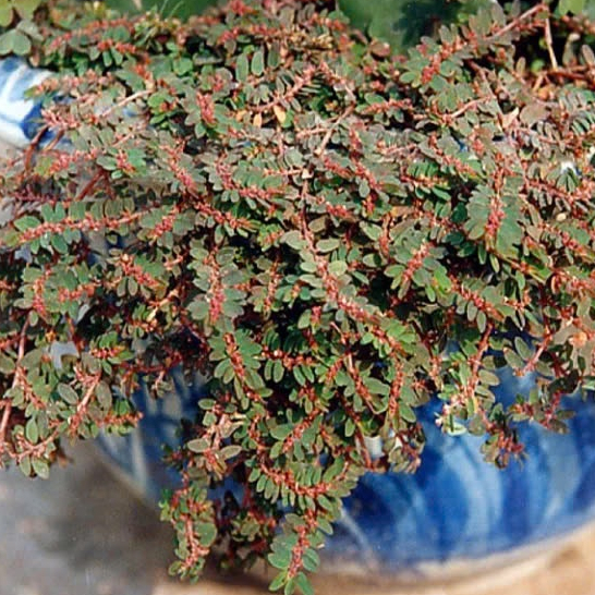 Cỏ Sữa Lá Nhỏ Khô Satoso