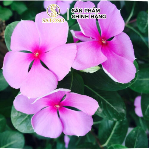 Cây Dừa Cạn Khô SATOSO