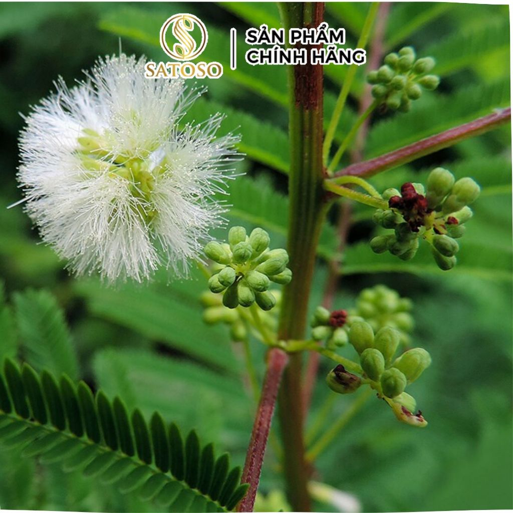 Rễ Cây Xấu Hổ Đỏ Sấy Khô Thương Hiệu Satoso