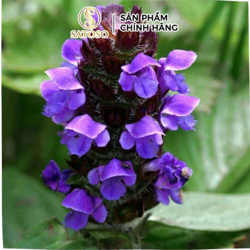 Hạ Khô Thảo Khô SATOSO