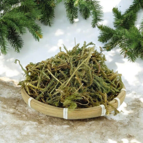 Cây Thông Đất Sấy Khô Thượng Hạng Thương Hiệu Satoso Hỗ Trợ Sức Khỏe