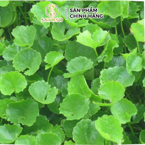 Cây Rau Má Khô SATOSO