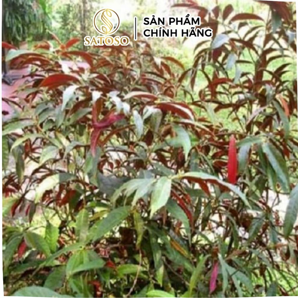 Lá Tắm Mề Đay Thương Hiệu Satoso