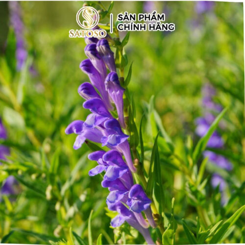 Bán Chi Liên Khô SATOSO