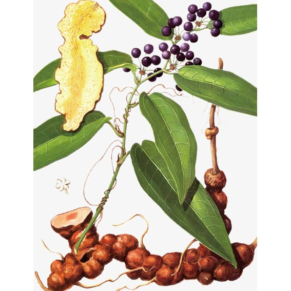 Thổ Phục Linh Đỏ Khô Thương Hiệu SATOSO - Ảnh 2