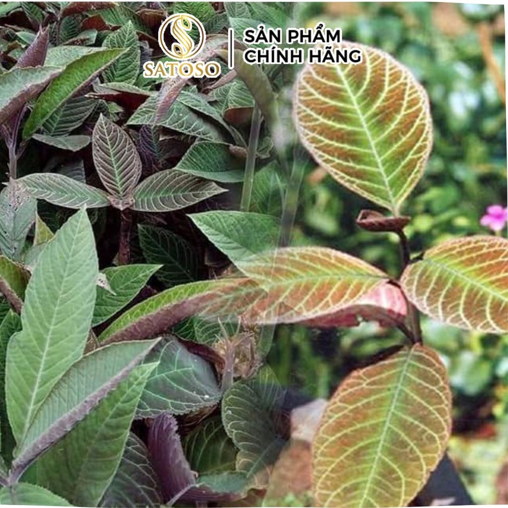 Dược Liệu Dạ Dày Satoso - Ảnh 2