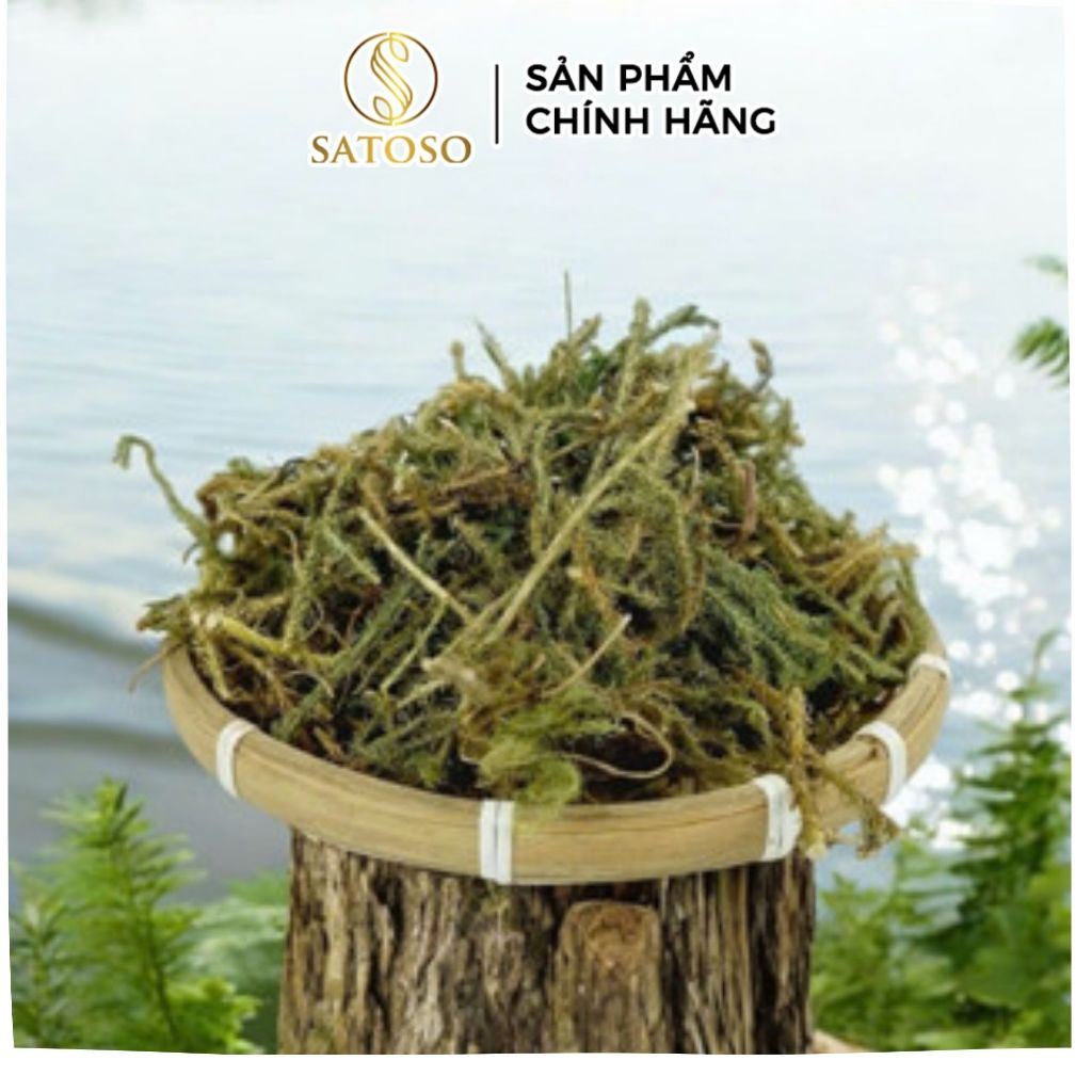 Cây Thông Đất Sấy Khô Thượng Hạng Thương Hiệu Satoso Hỗ Trợ Sức Khỏe - Ảnh 2