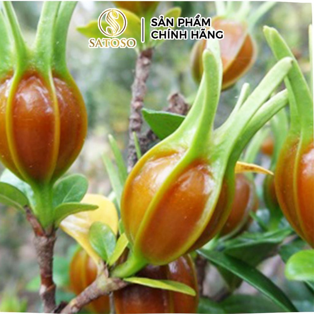 Hạt Dành Dành Khô Satoso - Ảnh 2