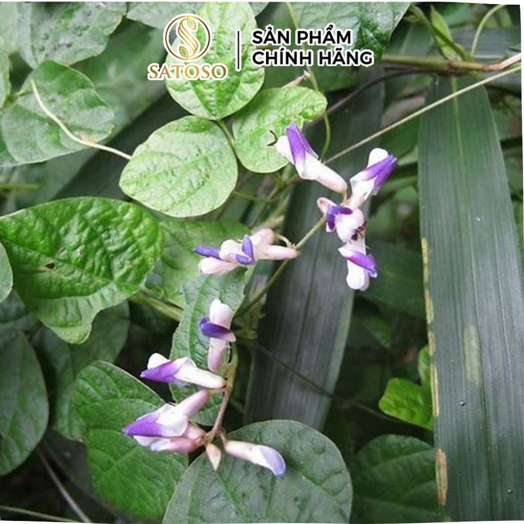 Bột Sâm Tố Nữ Loại Thượng Hạng Thương Hiệu Satoso - Ảnh 2