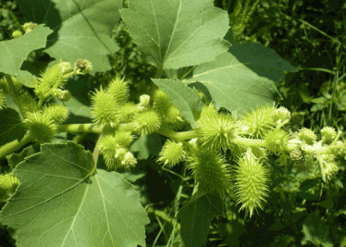 Ké Đầu Ngựa Khô Satoso