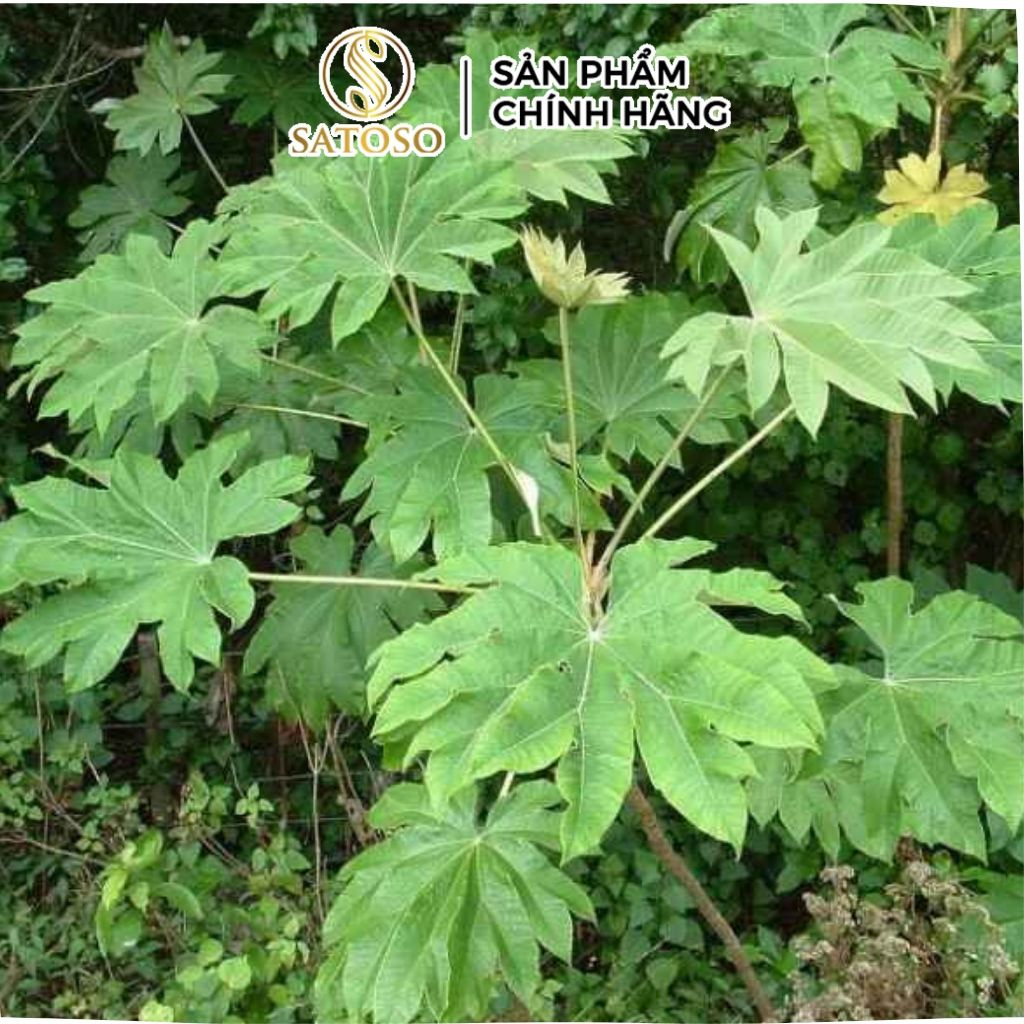 Thông Thảo Khô Satoso - Ảnh 3