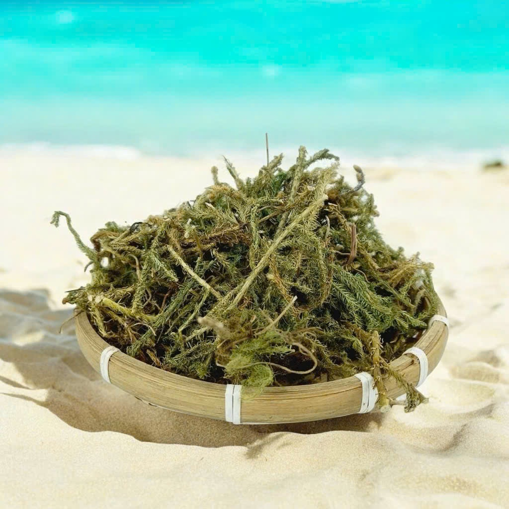 Cây Thông Đất Sấy Khô Thượng Hạng Thương Hiệu Satoso Hỗ Trợ Sức Khỏe - Ảnh 3