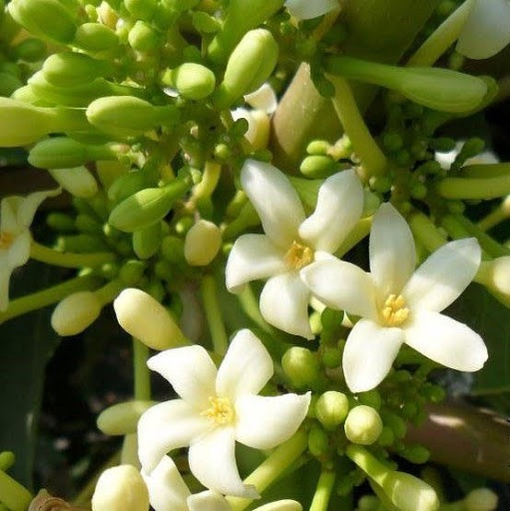 Hoa Đu Đủ Đực Khô SATOSO - Ảnh 3