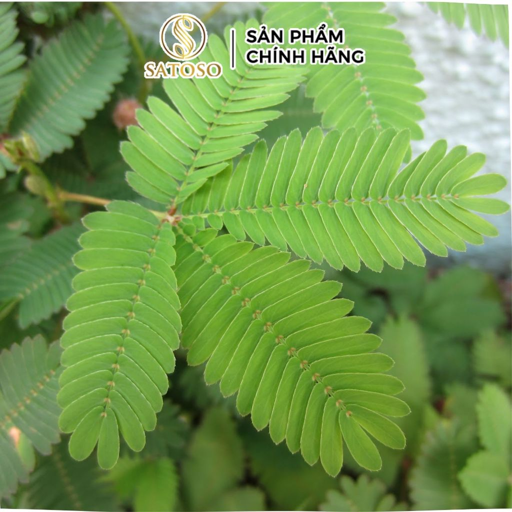 Rễ Cây Xấu Hổ Đỏ Sấy Khô Thương Hiệu Satoso - Ảnh 3