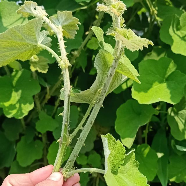 Cây Mâm Xôi Khô Thương Hiệu SATOSO - Ảnh 3