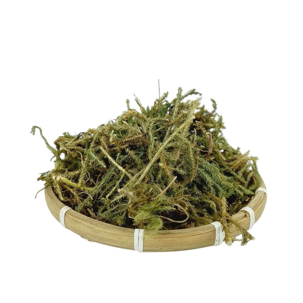 Cây Thông Đất Sấy Khô Thượng Hạng Thương Hiệu Satoso Hỗ Trợ Sức Khỏe - Ảnh 4