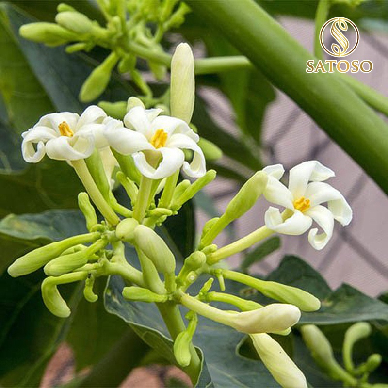 Hoa Đu Đủ Đực Khô SATOSO - Ảnh 4