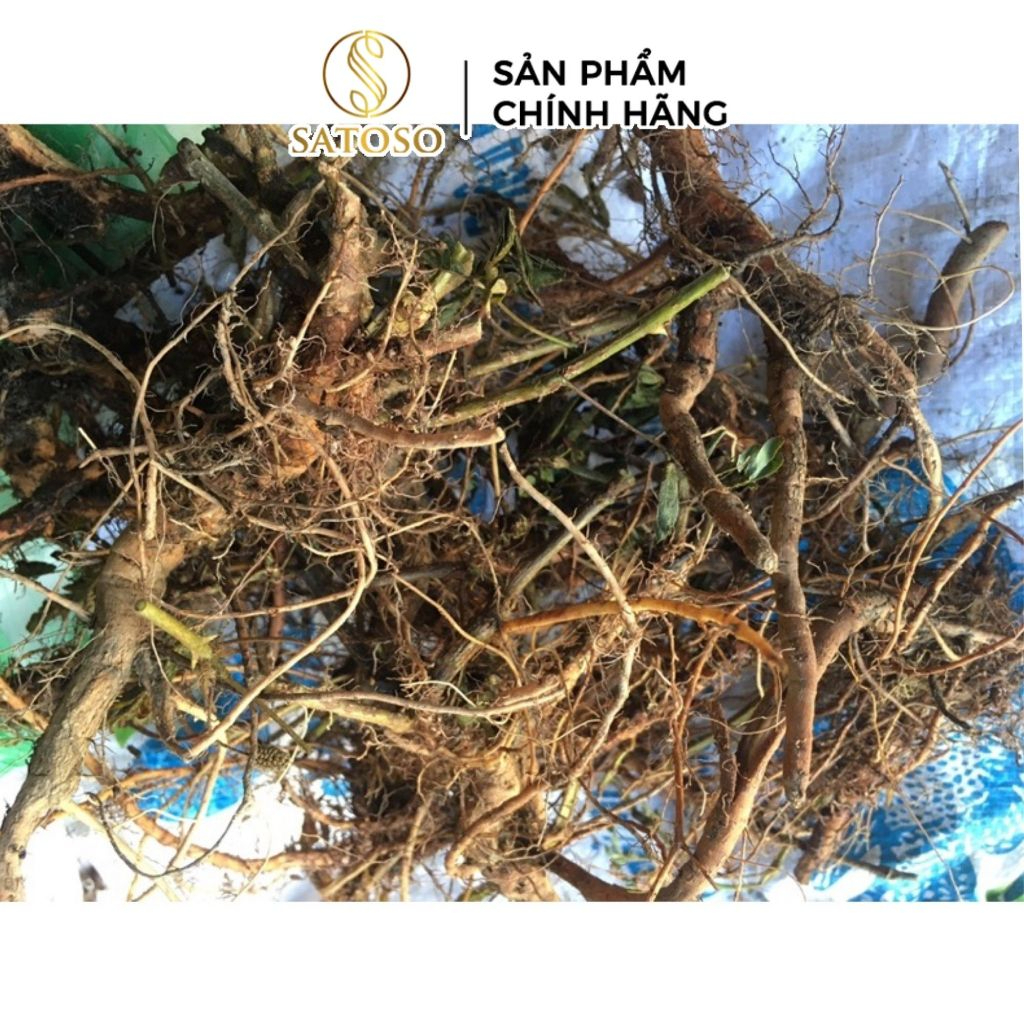 Rễ Cây Xấu Hổ Đỏ Sấy Khô Thương Hiệu Satoso - Ảnh 4