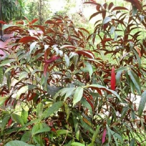 Lá Tắm Mề Đay Thương Hiệu Satoso - Ảnh 4