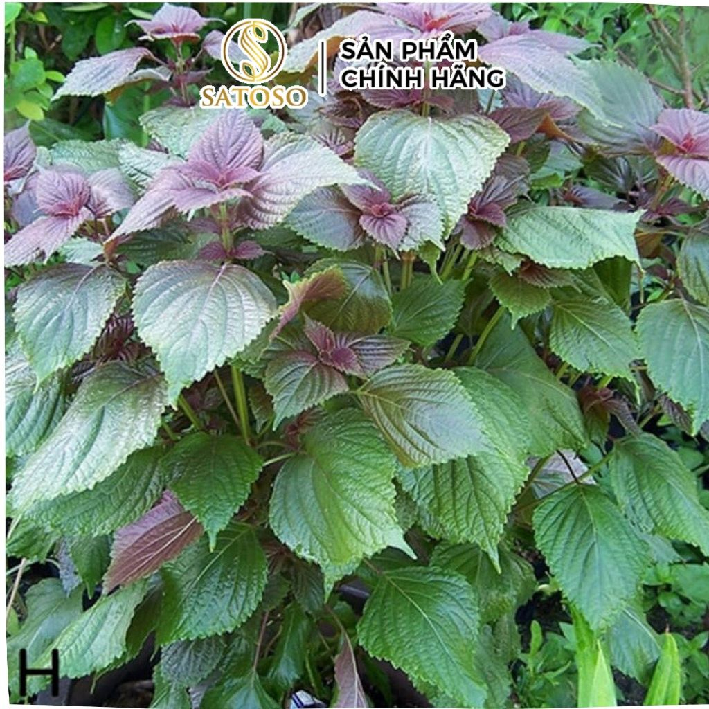 Trà Tía Tô Túi Lọc SATOSO - Ảnh 4