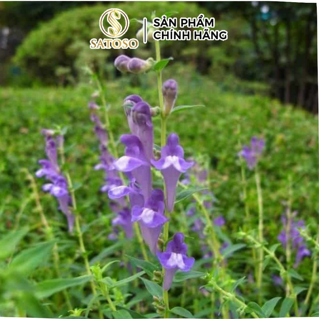 Bán Chi Liên Khô SATOSO - Ảnh 4