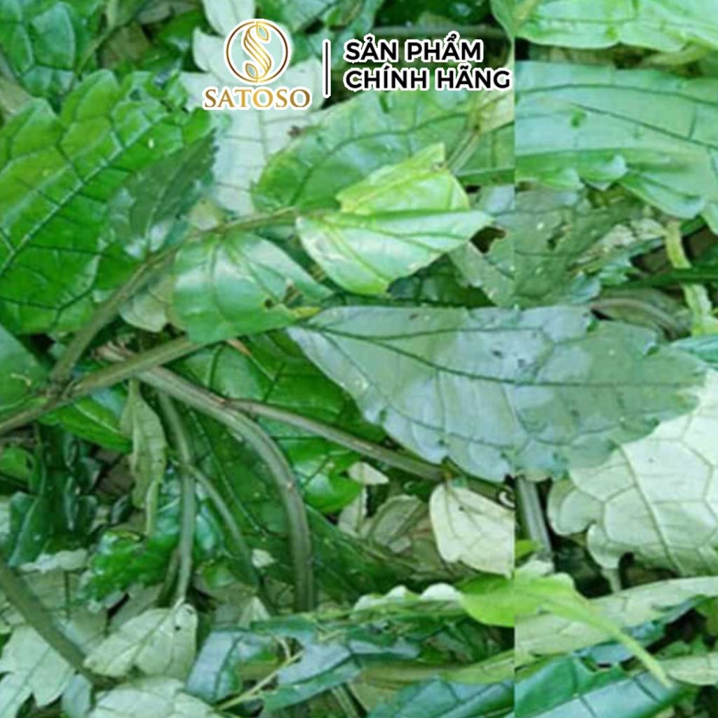 Lá Đắng Khô SATOSO - Ảnh 4