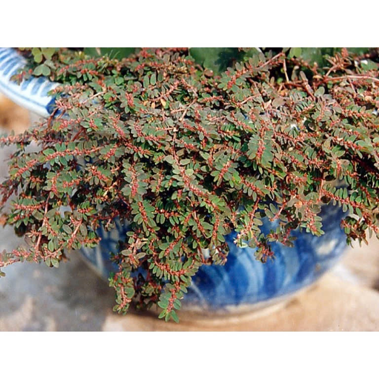 Cỏ Sữa Lá Nhỏ Khô Satoso - Ảnh 4