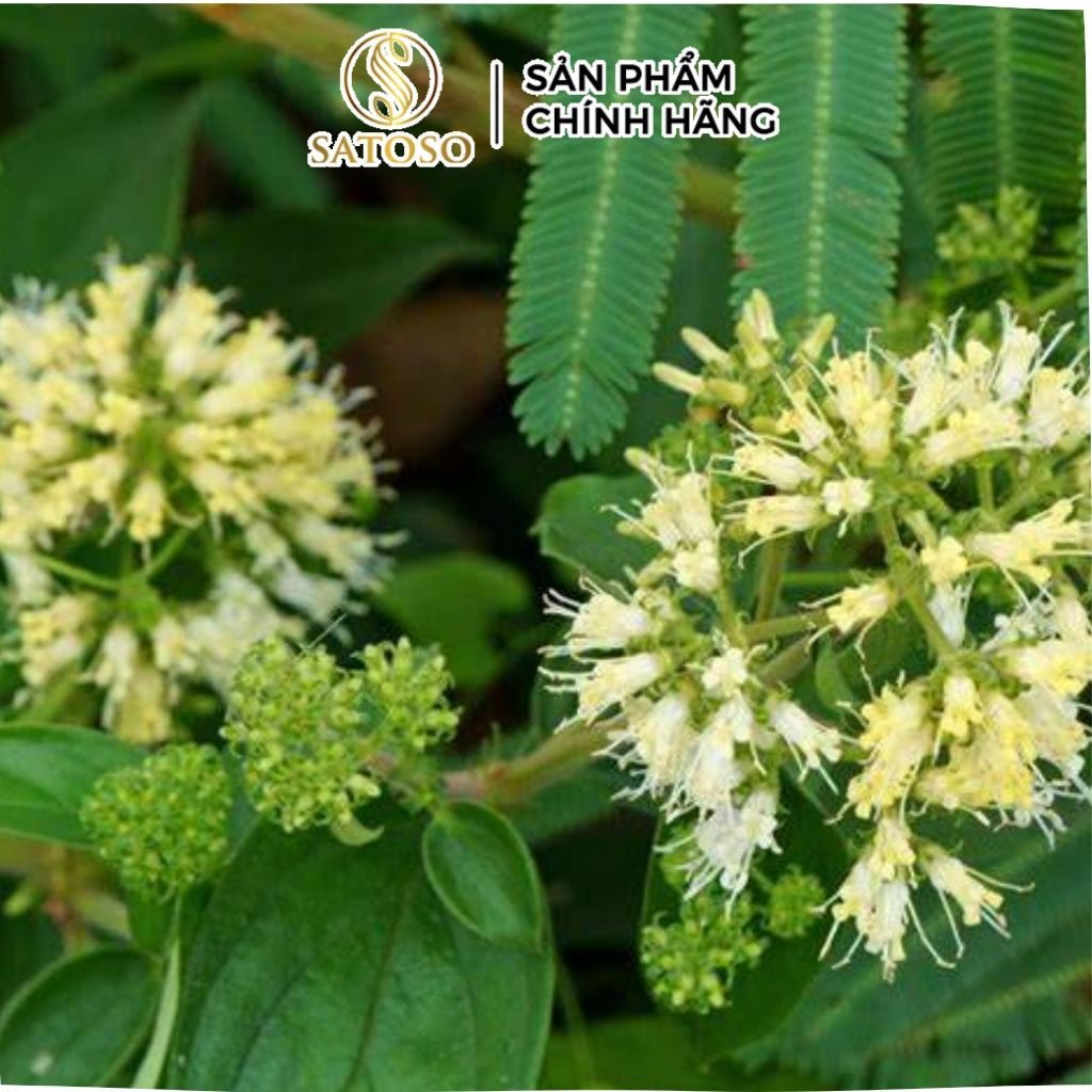 Dược Liệu Dạ Dày Satoso - Ảnh 5