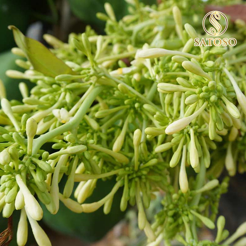 Hoa Đu Đủ Đực Khô SATOSO - Ảnh 5