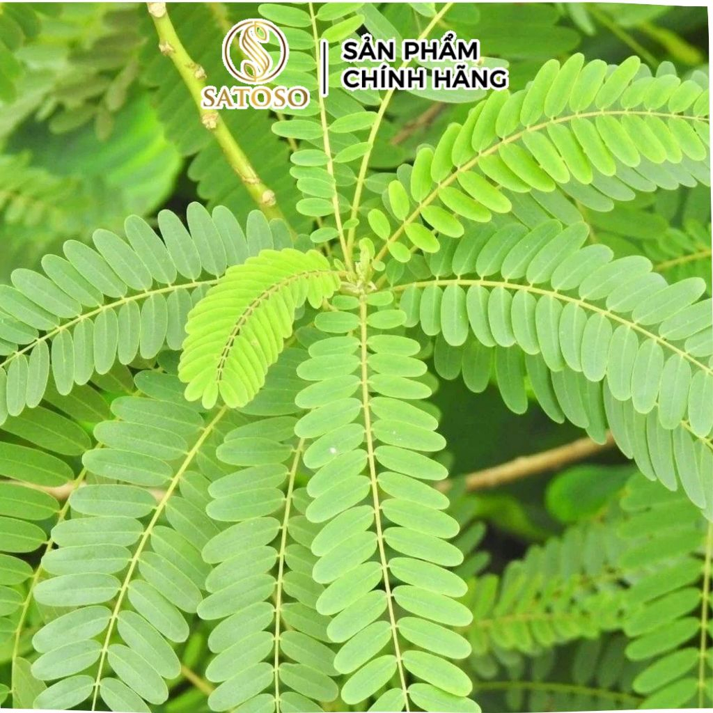 Rễ Cây Xấu Hổ Đỏ Sấy Khô Thương Hiệu Satoso - Ảnh 5