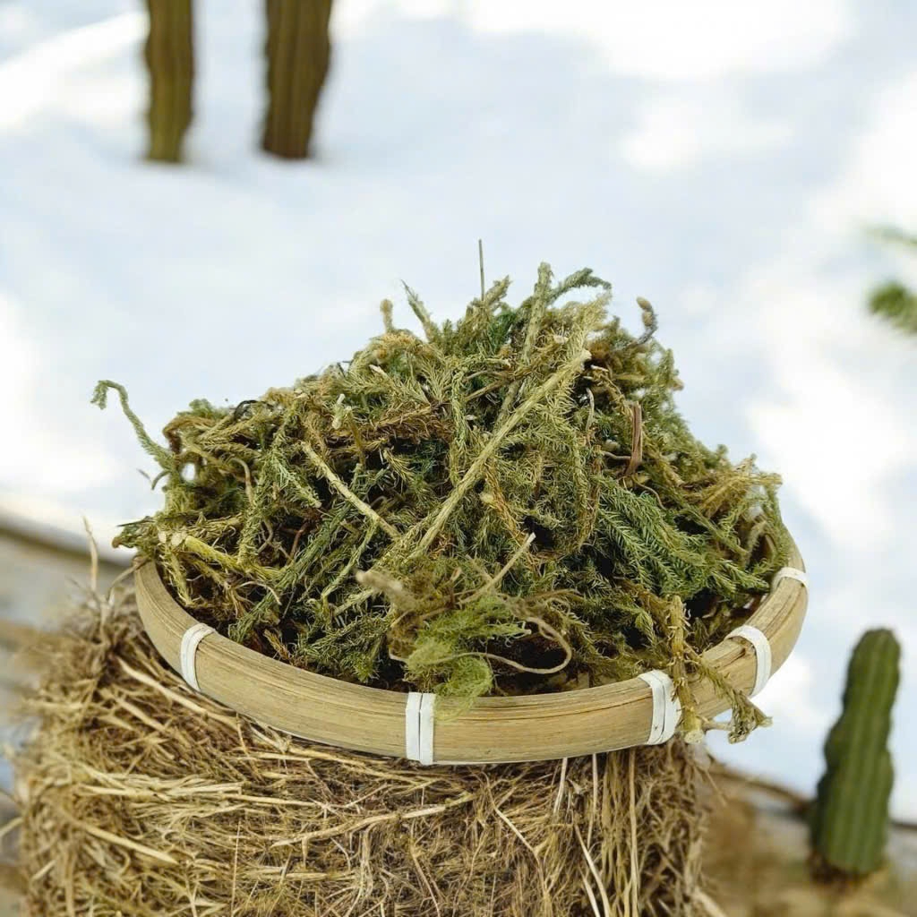 Cây Thông Đất Sấy Khô Thượng Hạng Thương Hiệu Satoso Hỗ Trợ Sức Khỏe - Ảnh 5