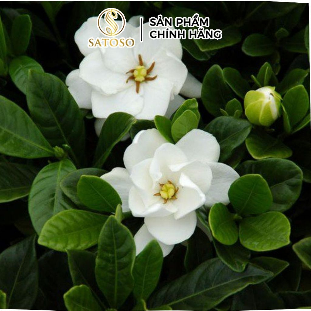 Hạt Dành Dành Khô Satoso - Ảnh 5