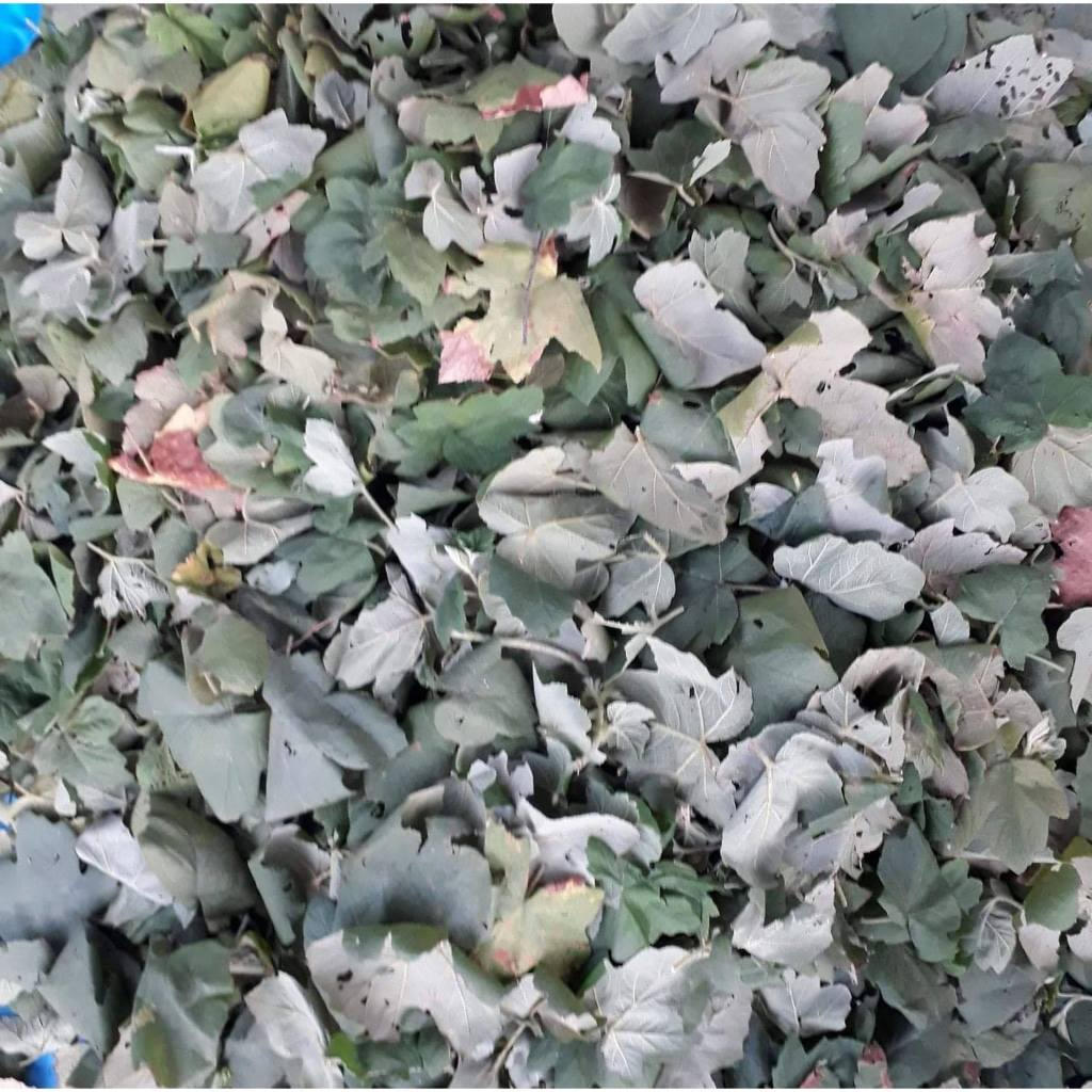 Cây Mâm Xôi Khô Thương Hiệu SATOSO - Ảnh 4